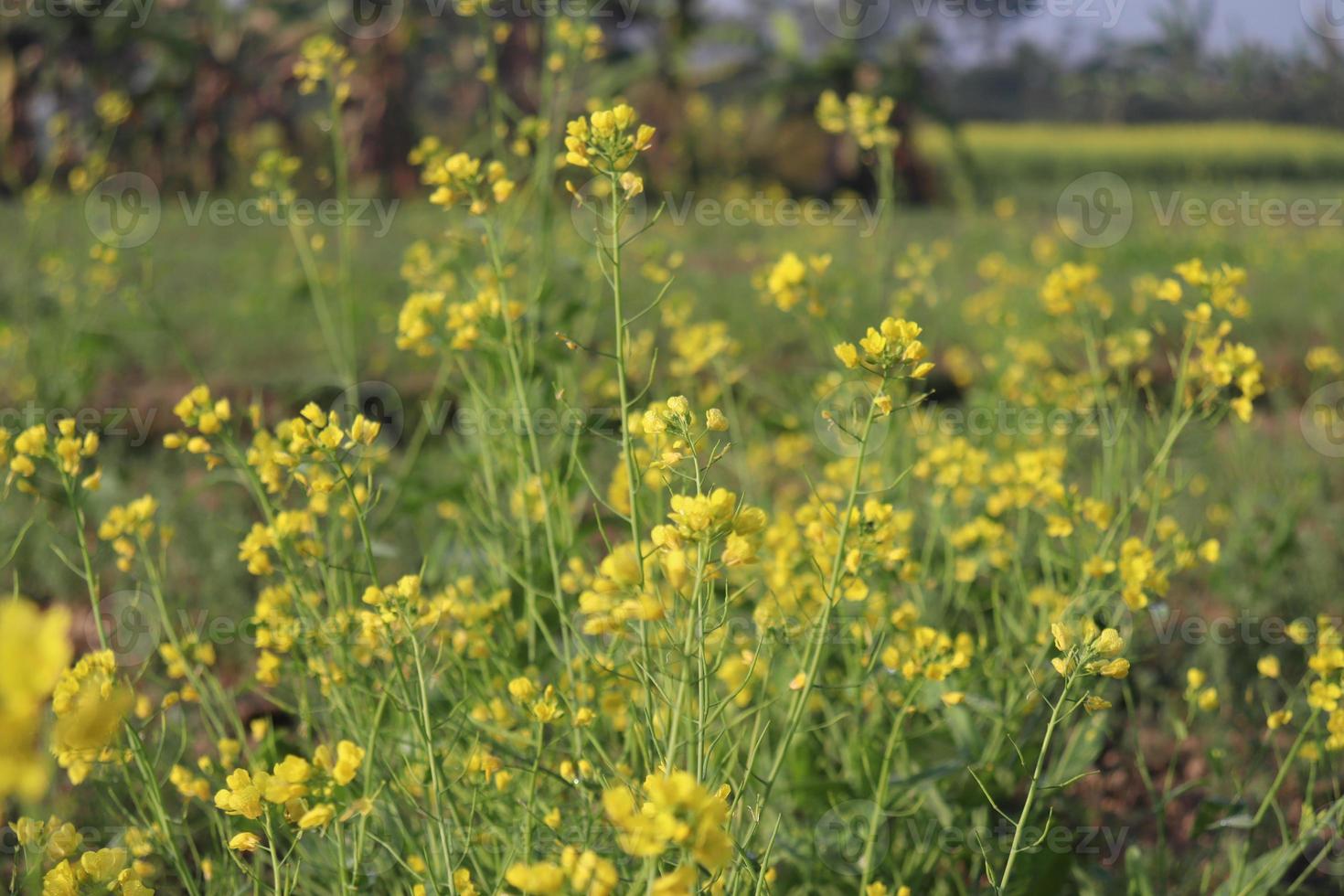 yellow colored mustard flower firm photo