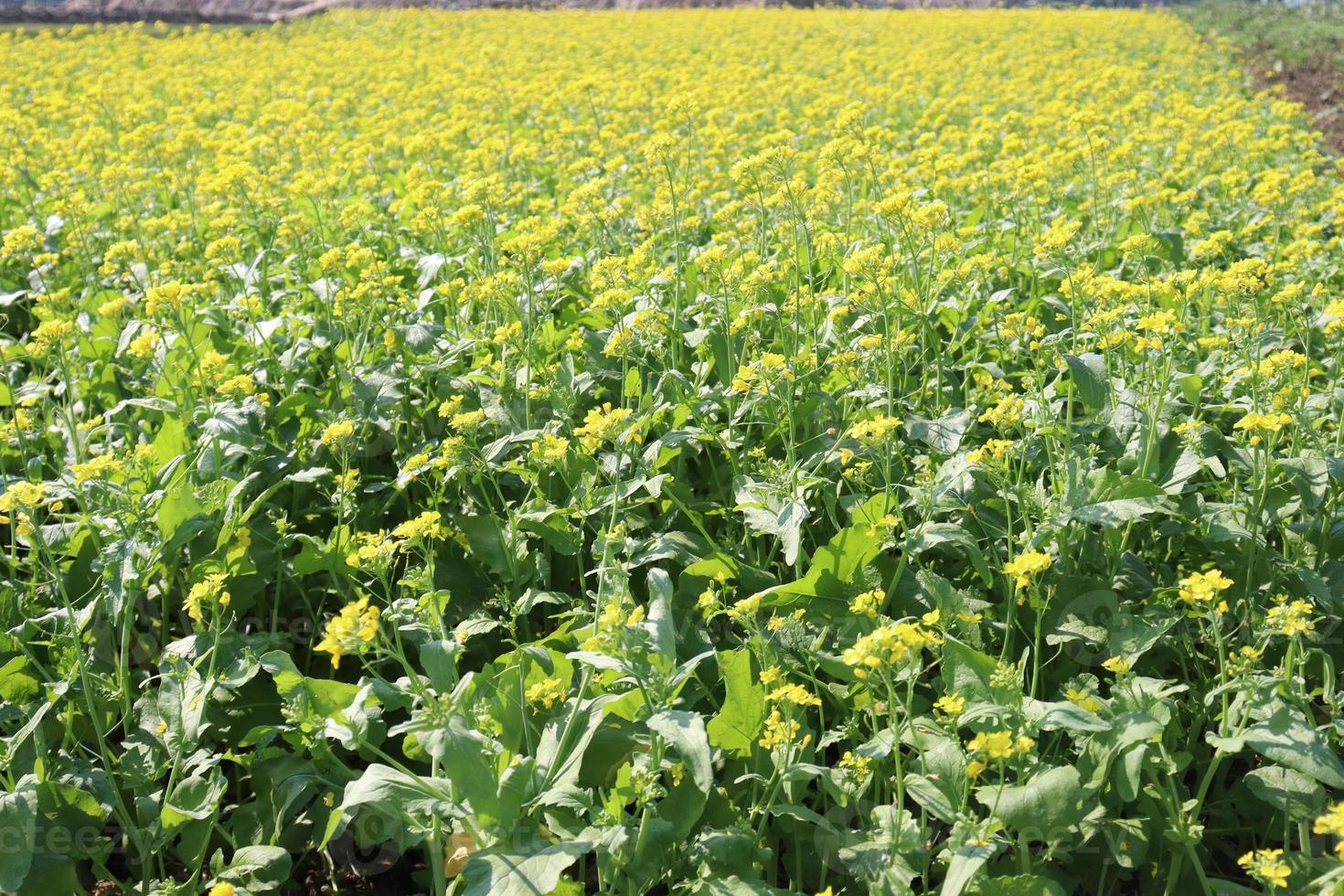 yellow colored mustard flower firm photo