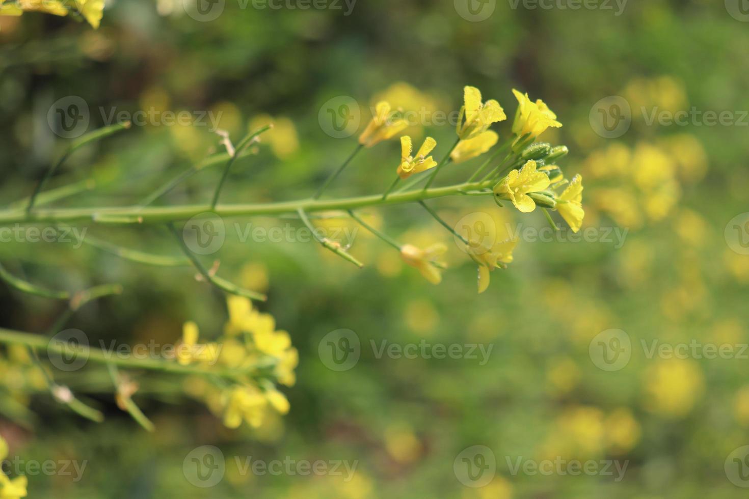 flor de mostaza de color amarillo firme foto