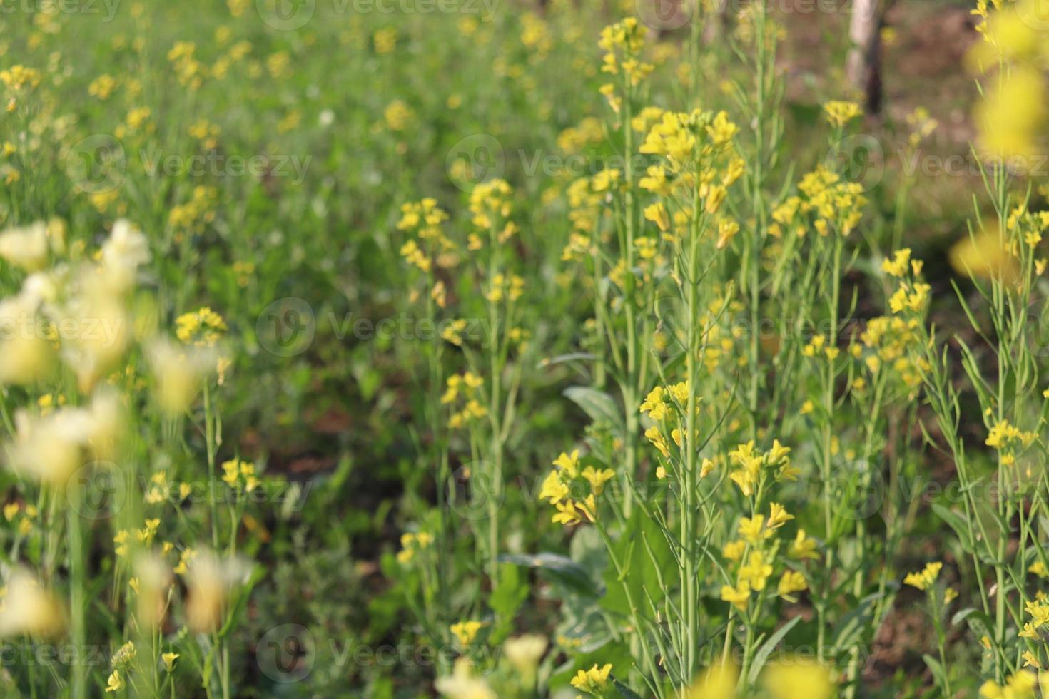 yellow colored mustard flower firm photo