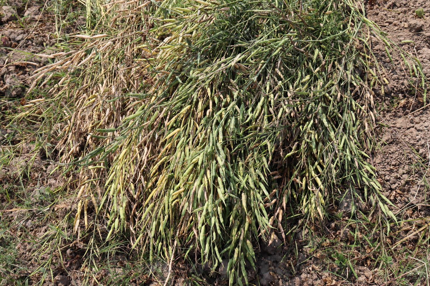 ripe mustard stock with tree photo