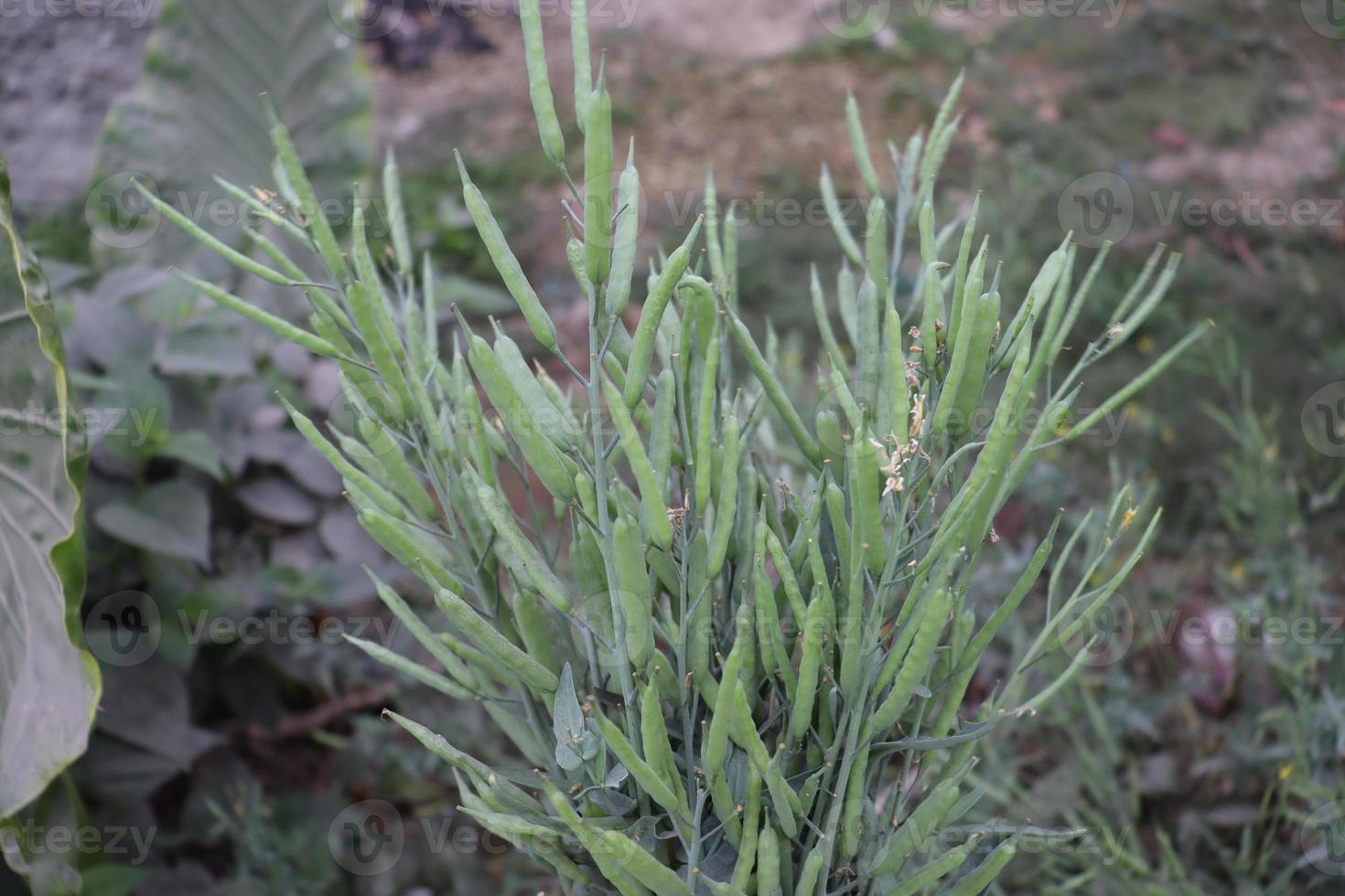 raw mustard closeup with tree photo