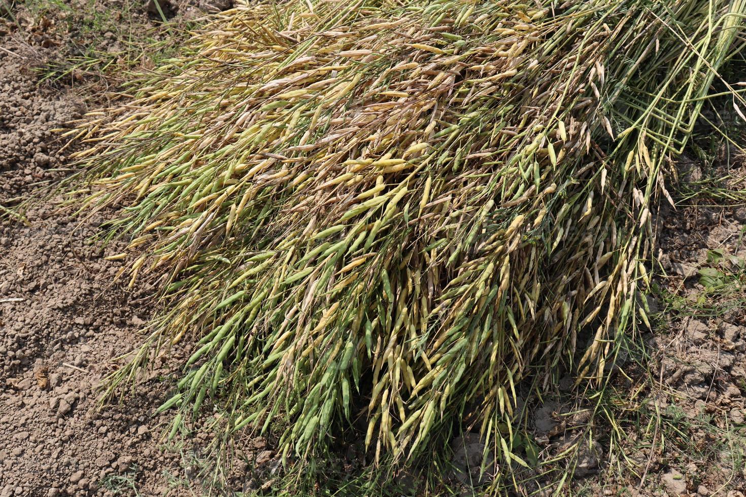 ripe mustard stock with tree photo