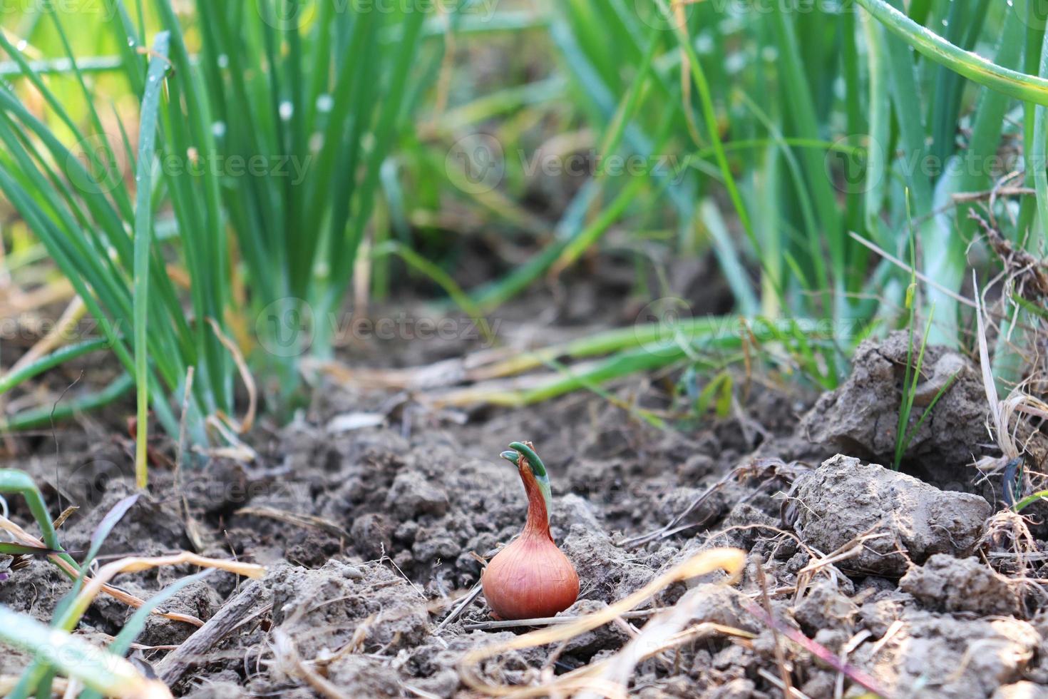 green colored onion crop on firm photo