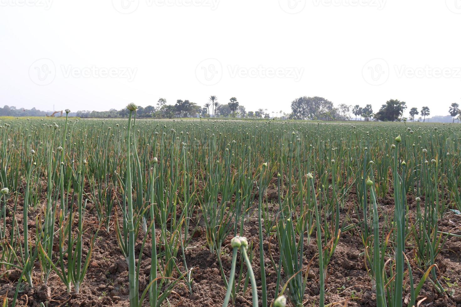 green colored onion crop on firm photo