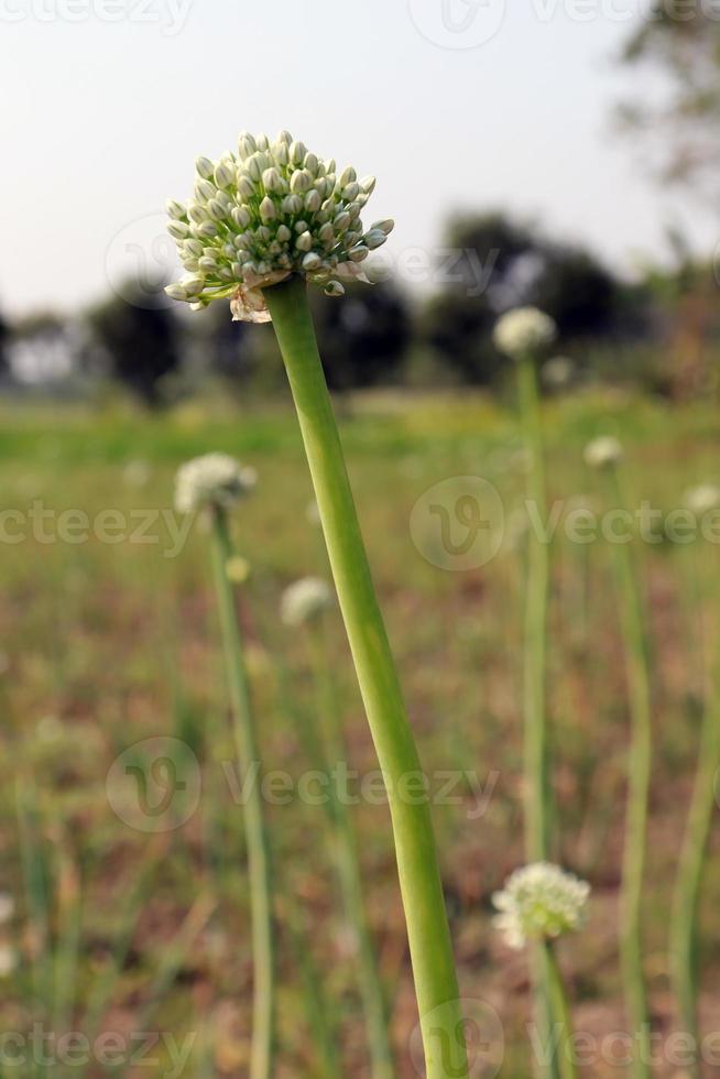 Flor de cebolla de color blanco en firme foto