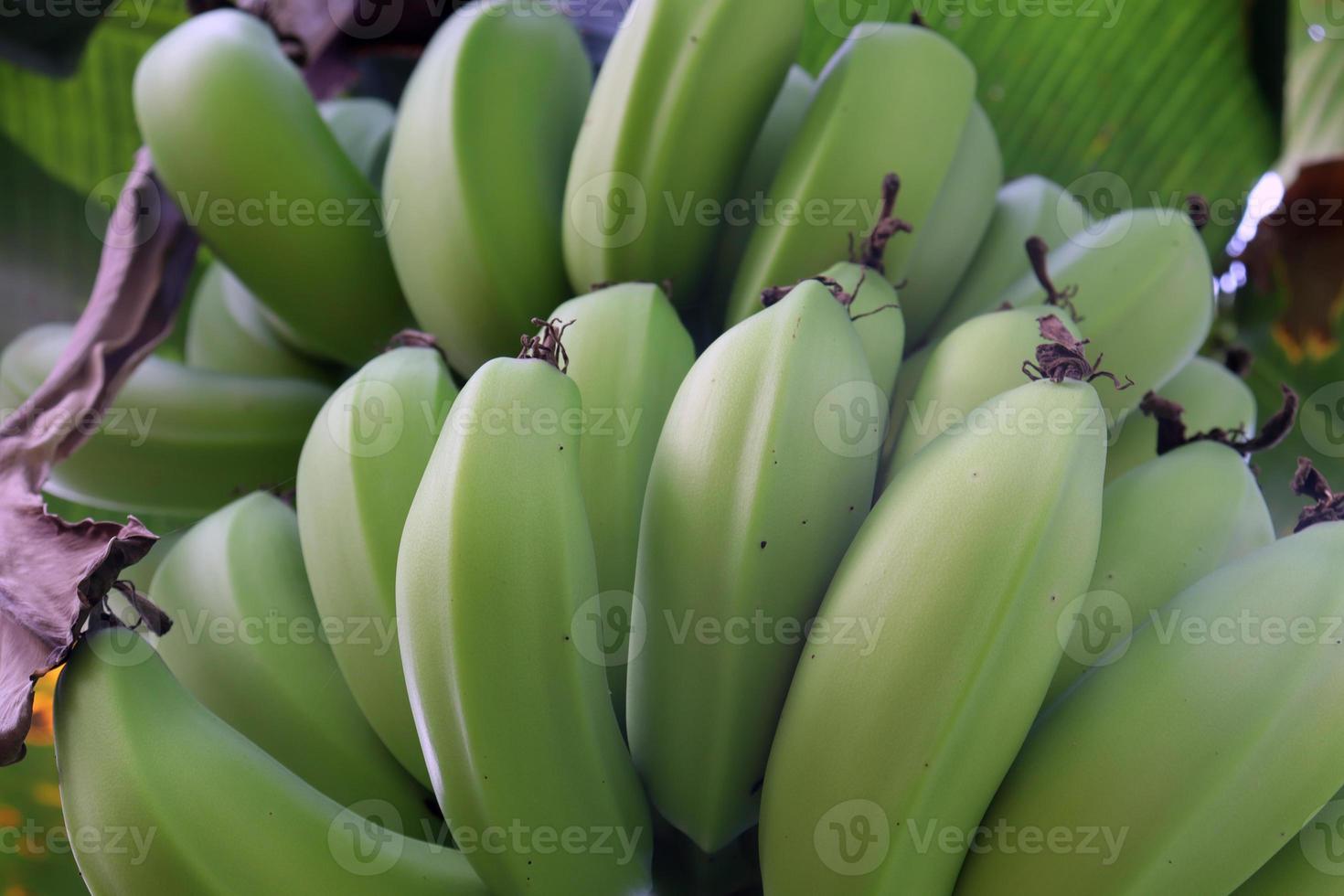 Racimo de plátano crudo sabroso y saludable foto
