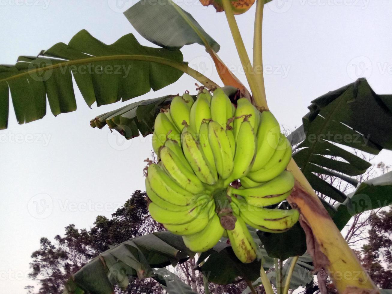 Racimo de plátano crudo sabroso y saludable foto