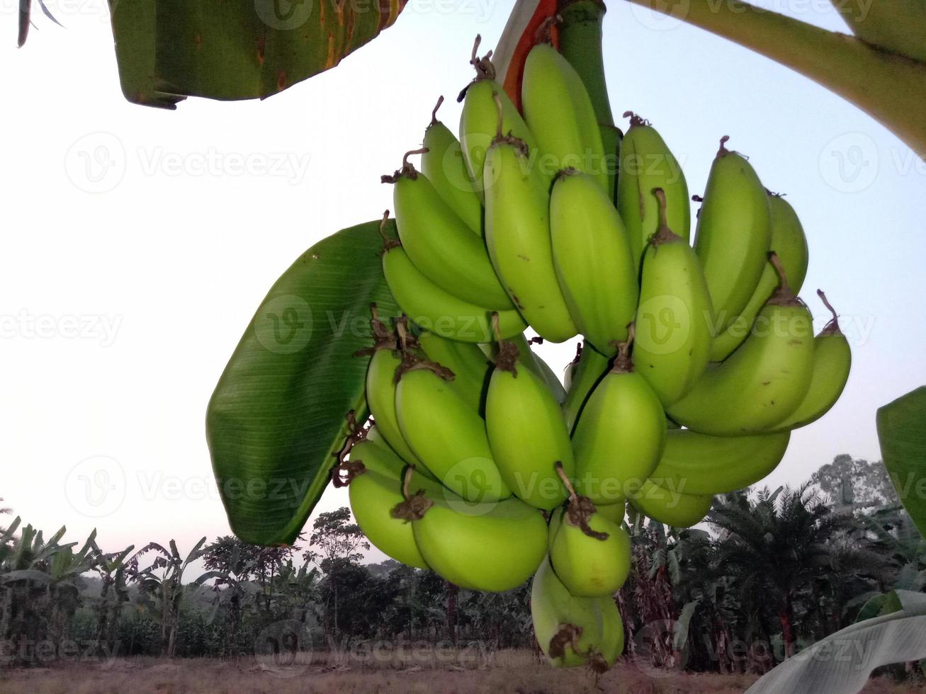 Racimo de plátano crudo sabroso y saludable foto