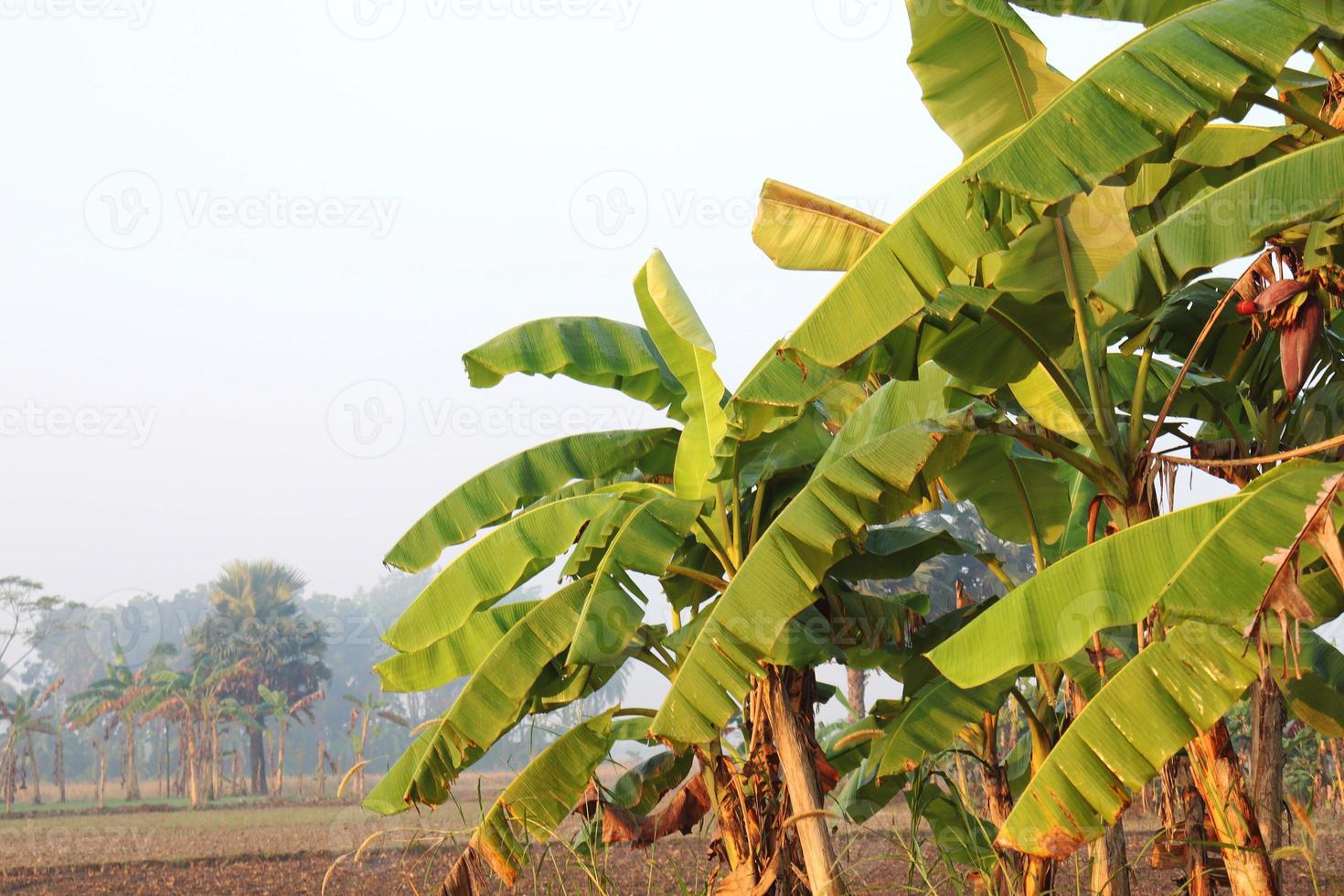 stock de árbol de plátano de color verde foto