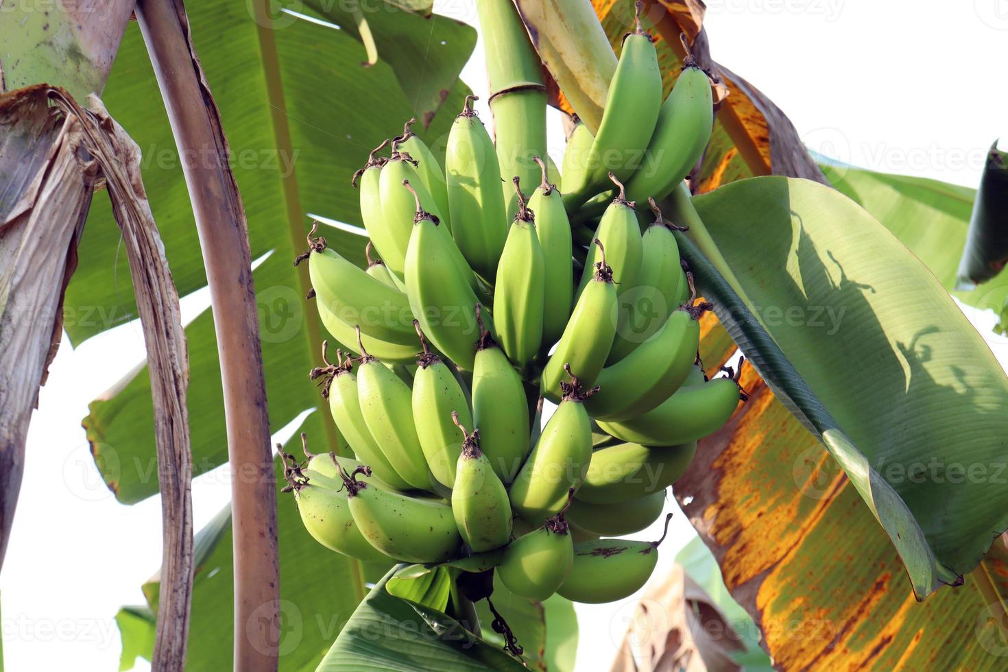 Racimo de plátano crudo sabroso y saludable foto