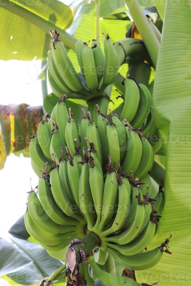 Racimo de banano crudo saludable en el árbol foto