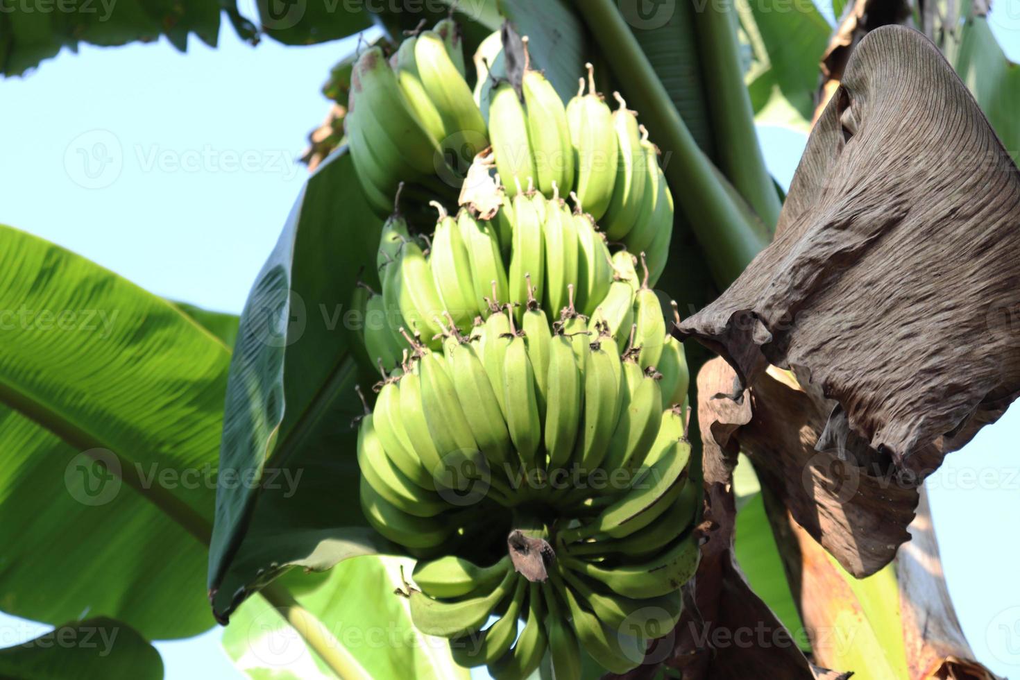 healthy raw banana bunch on tree photo