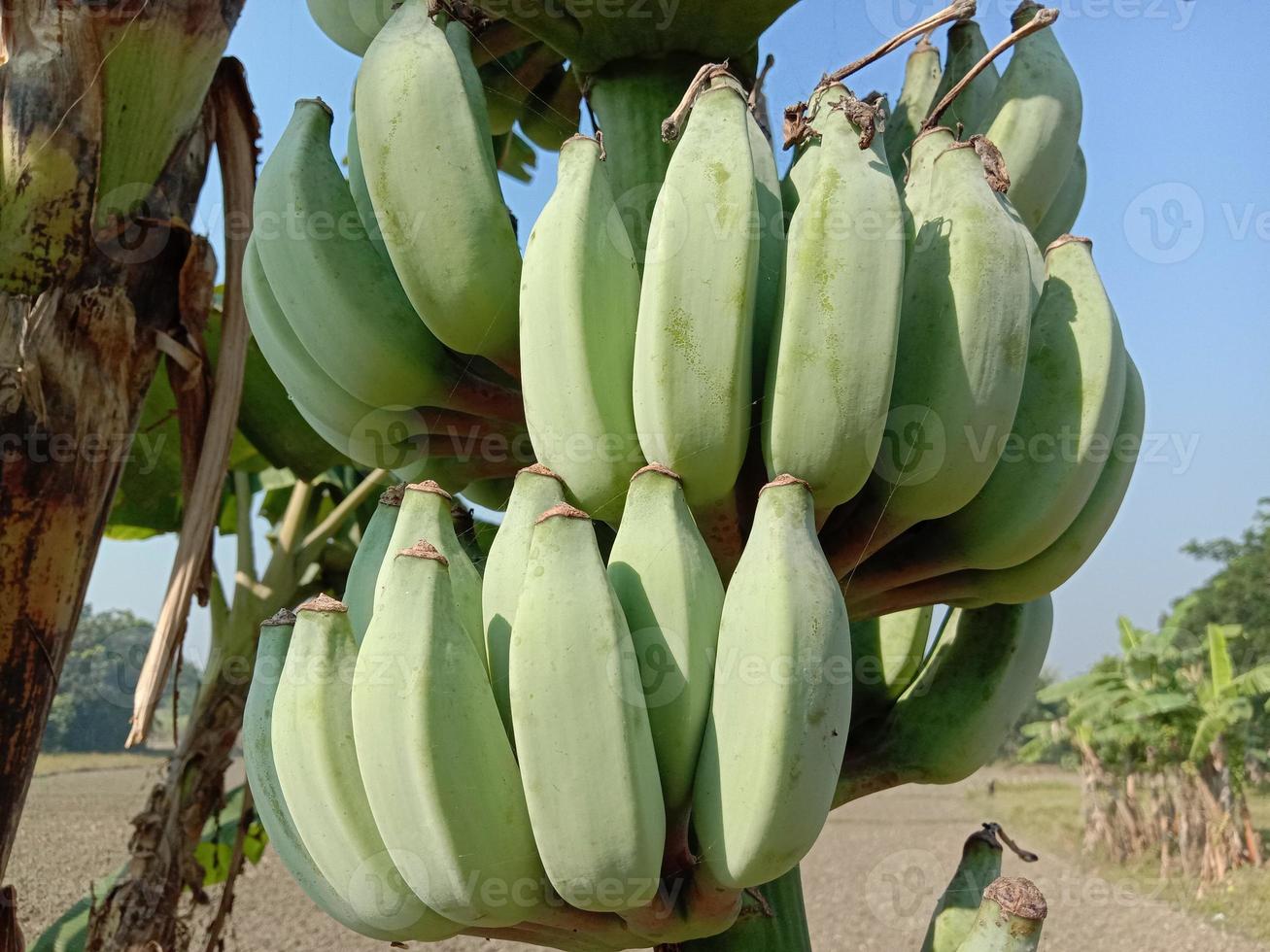 Racimo de banano crudo saludable en el árbol foto