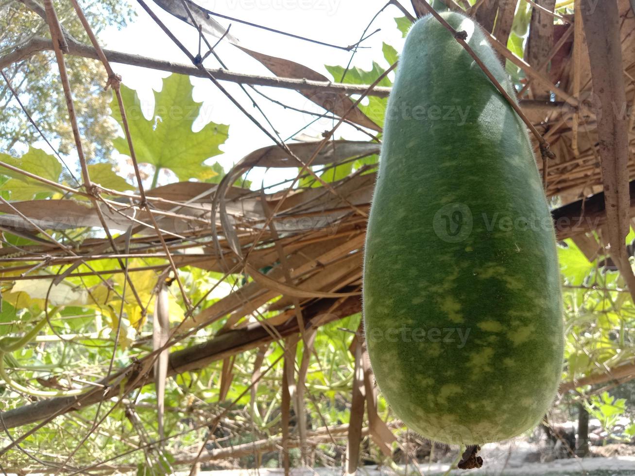 healthy and tasty bottle gourd on firm photo