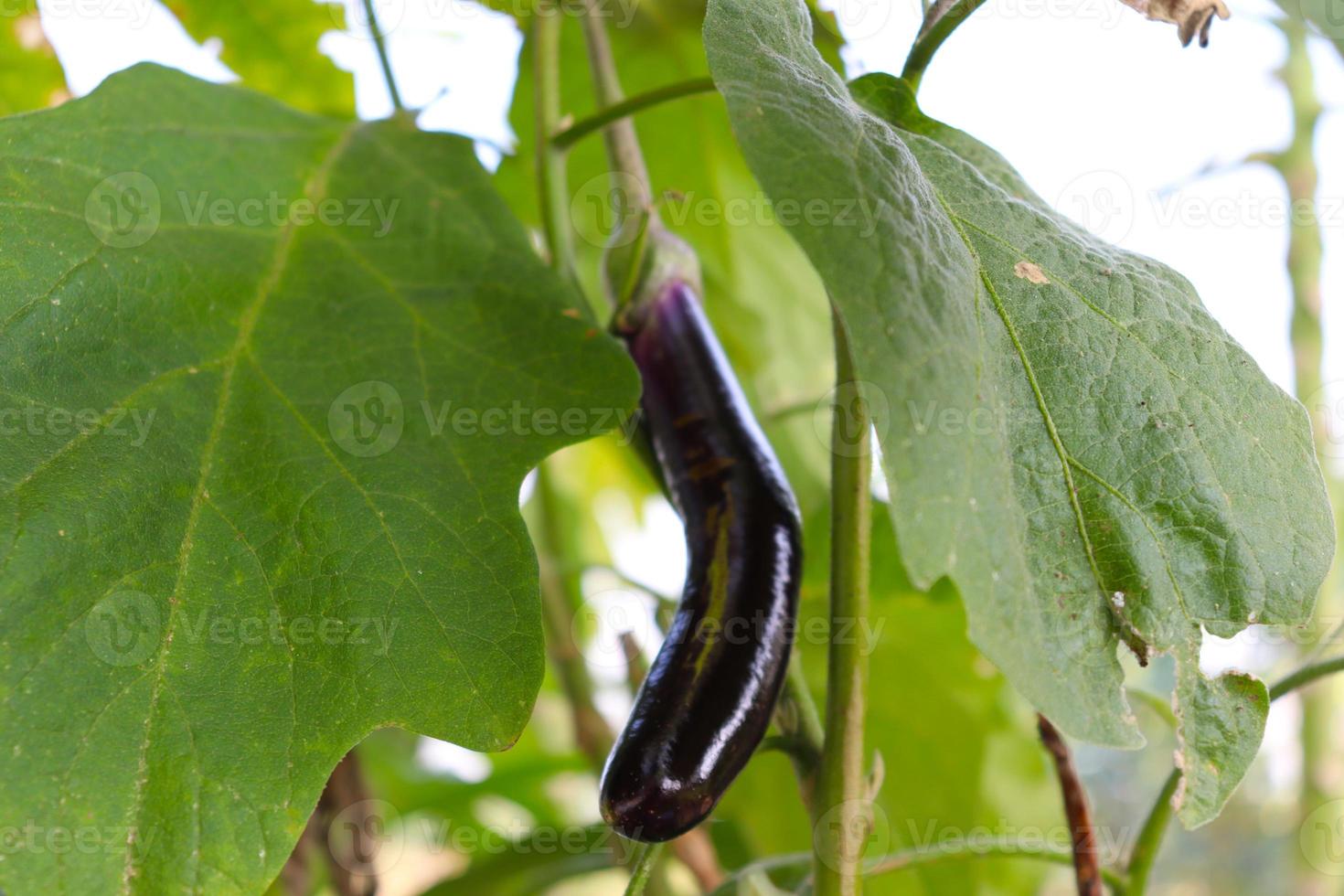 Berenjena sabrosa y saludable closeup en árbol foto