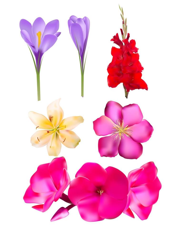 Flower set of Pink Phlox, Lily, Gladiolus, Clematis, Crocus  Vector Illustration