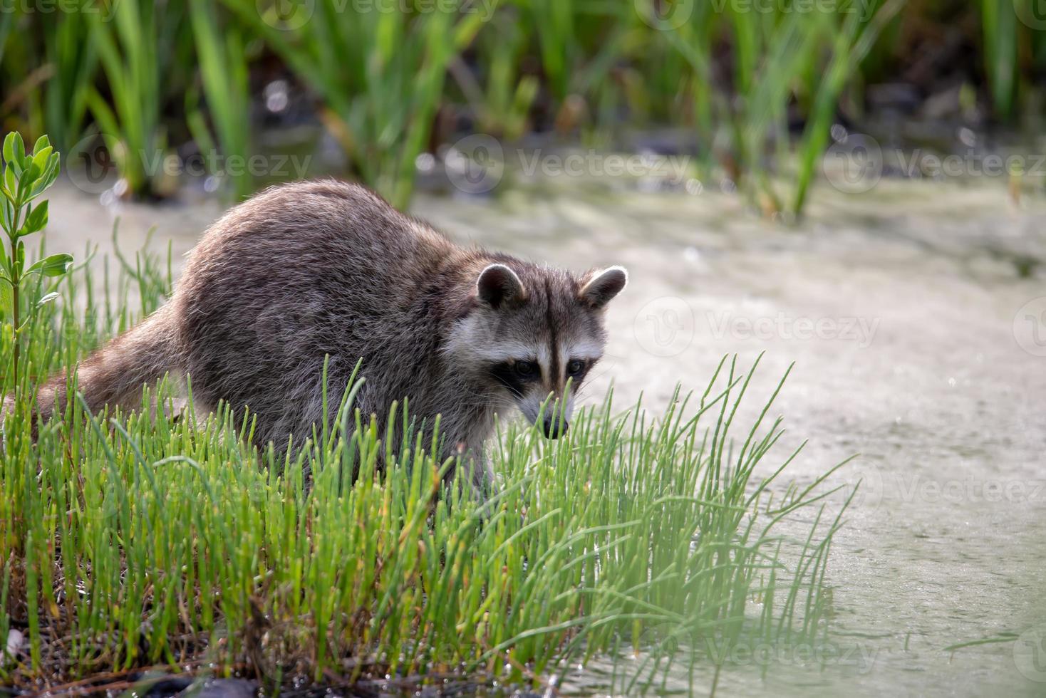 racoon wading in puddle looking for food photo