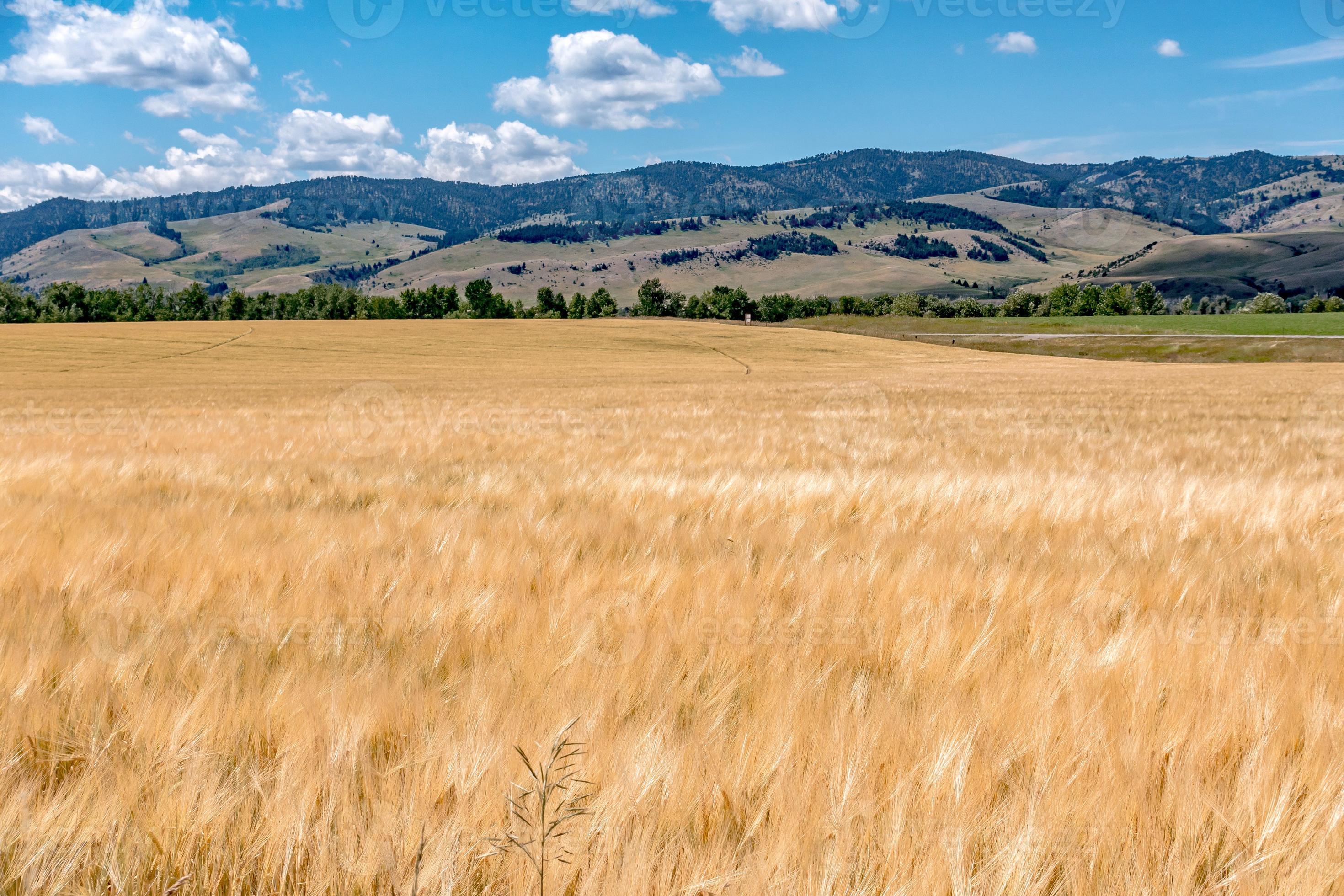 wheat field ready for harvest in montana mountains 2934226 Stock Photo