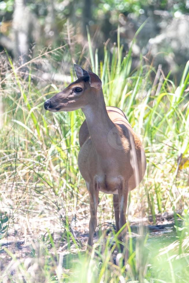 white tail doe deer in forest photo