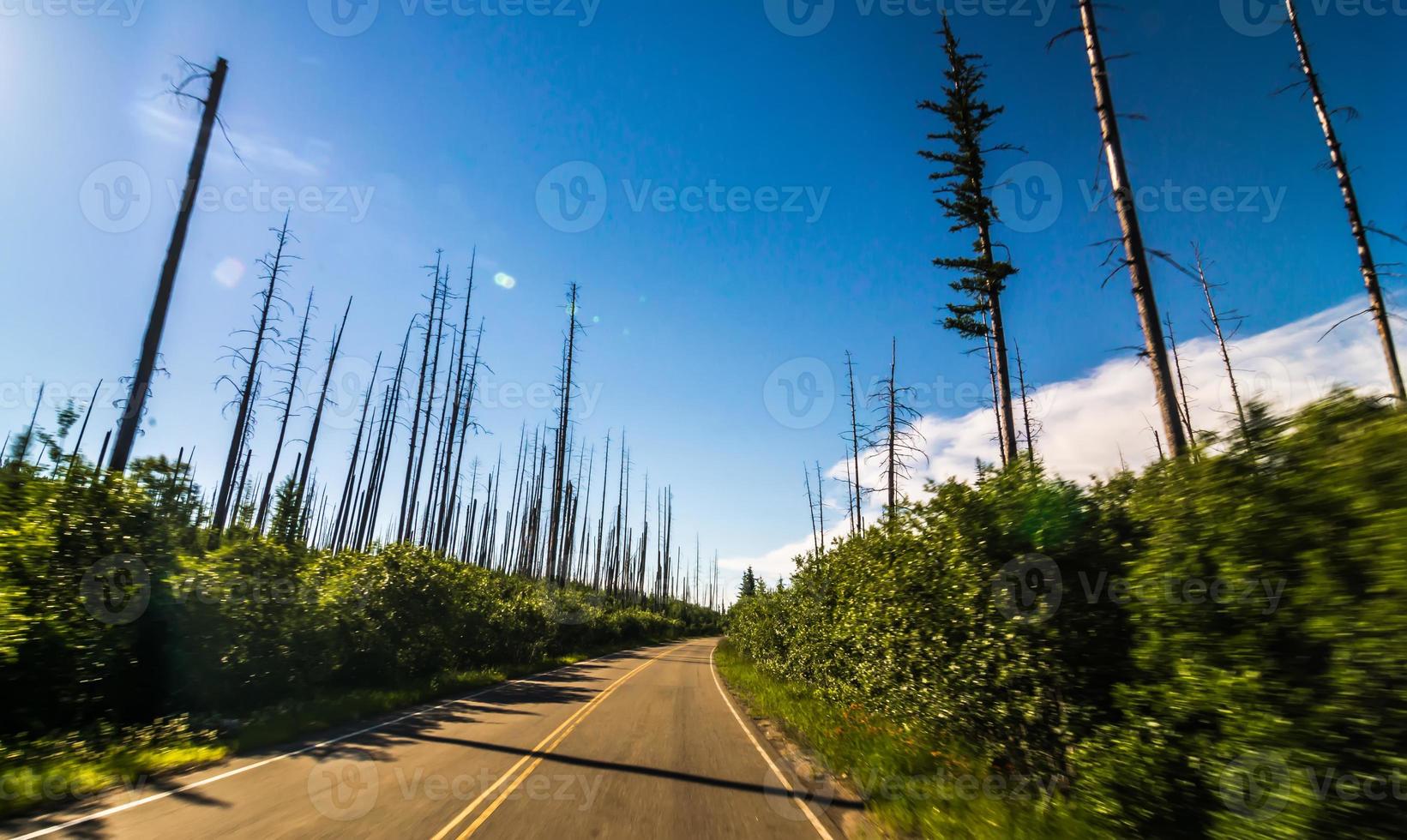 árboles quemados contra el cielo nublado, glaciar del oeste, camino hacia el sol, parque nacional glaciar, condado de glaciares, montana, estados unidos foto