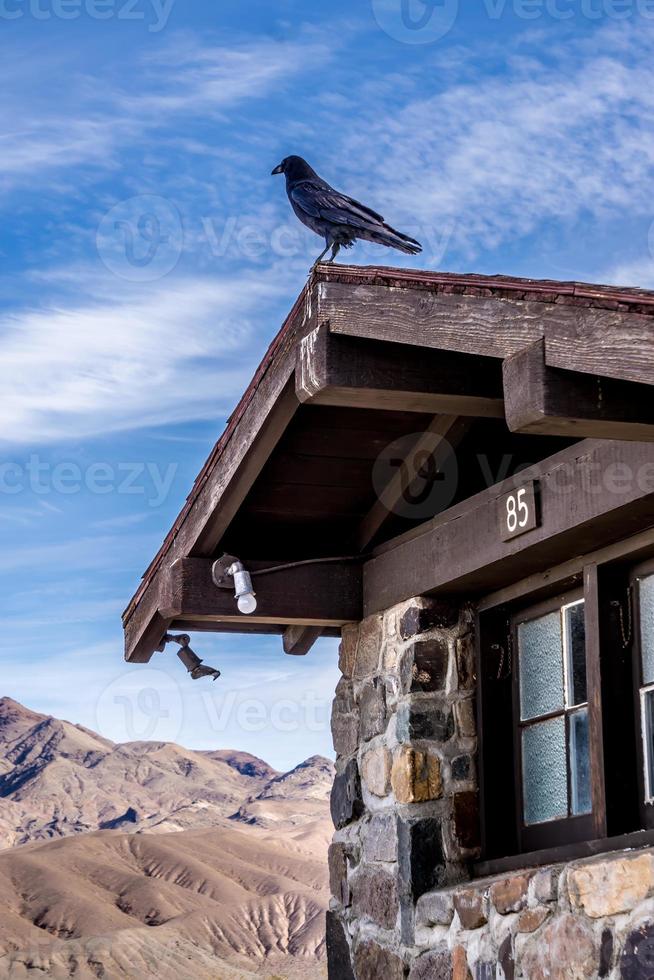 cuervo o cuervo posado en una vieja cabaña en el valle de la muerte foto