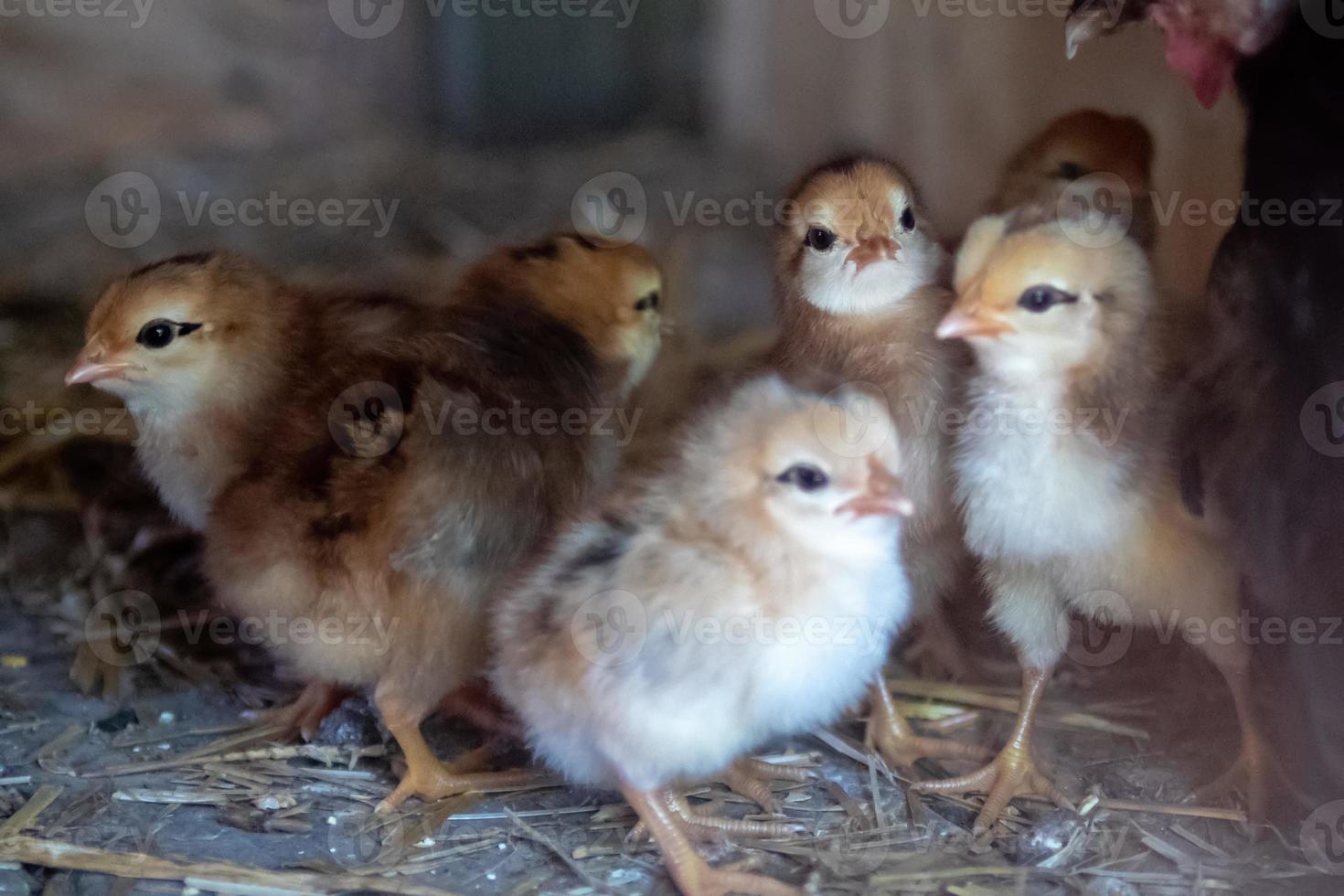 gallina con pollitos foto