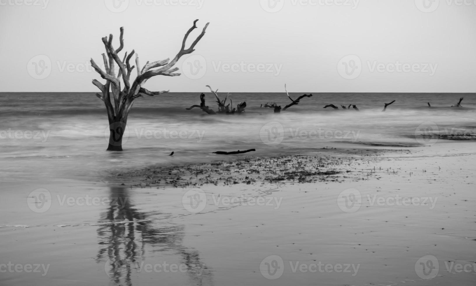 Driftwood y árboles arrasados en la playa en la isla de caza foto