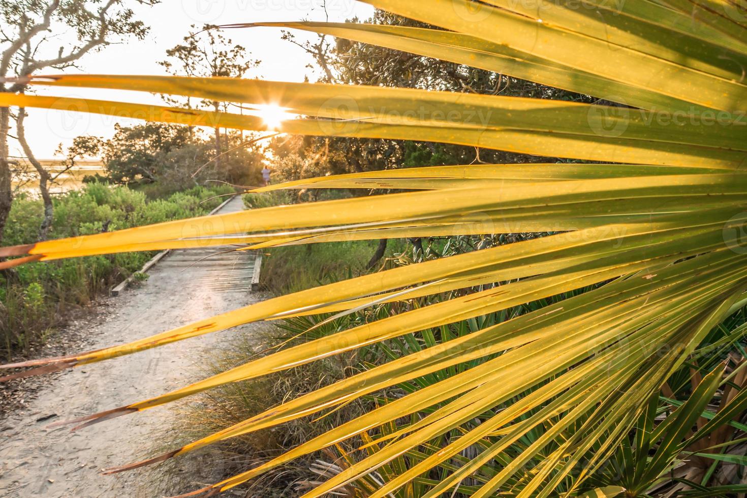 escenas de paisajes naturales alrededor del parque estatal de la isla de caza en carolina del sur foto