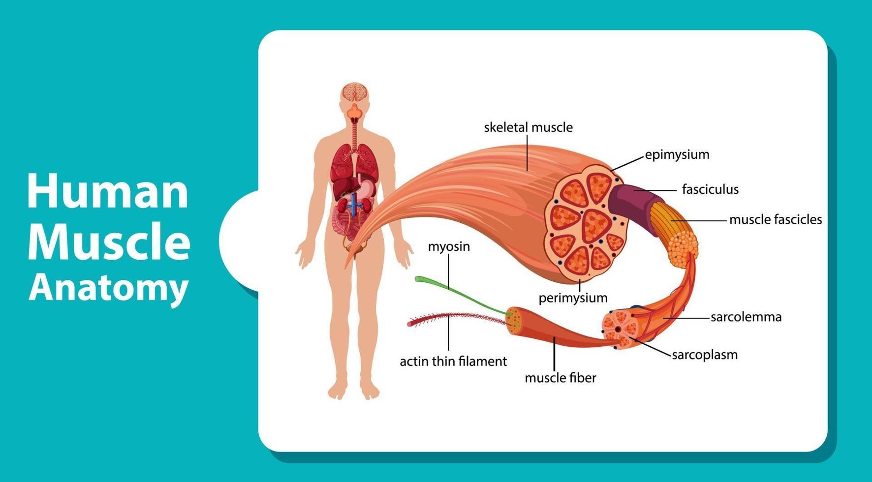 anatomía del músculo humano con anatomía del cuerpo vector