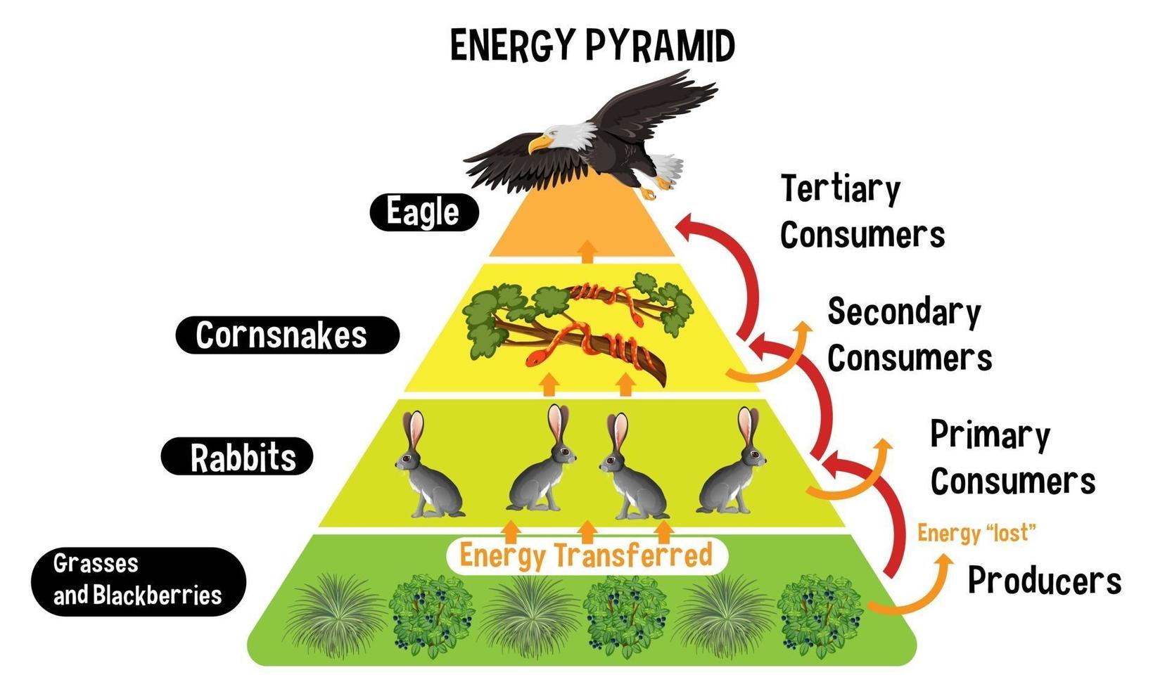 Diagrama que muestra la pirámide de energía para la educación. vector