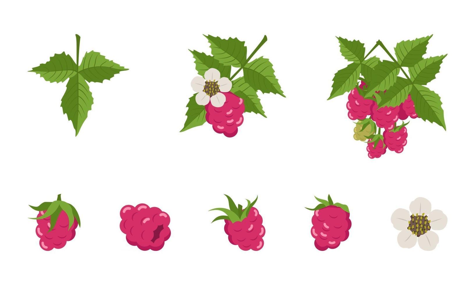 Raspberry with leaves and flowers, individual berries and twigs. Harvesting in a garden or forest. Delicious sweet food, snack, dessert vector