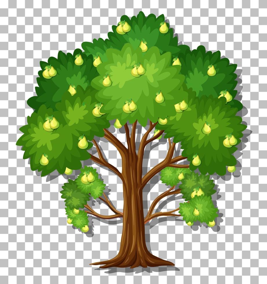 Pear tree isolated vector