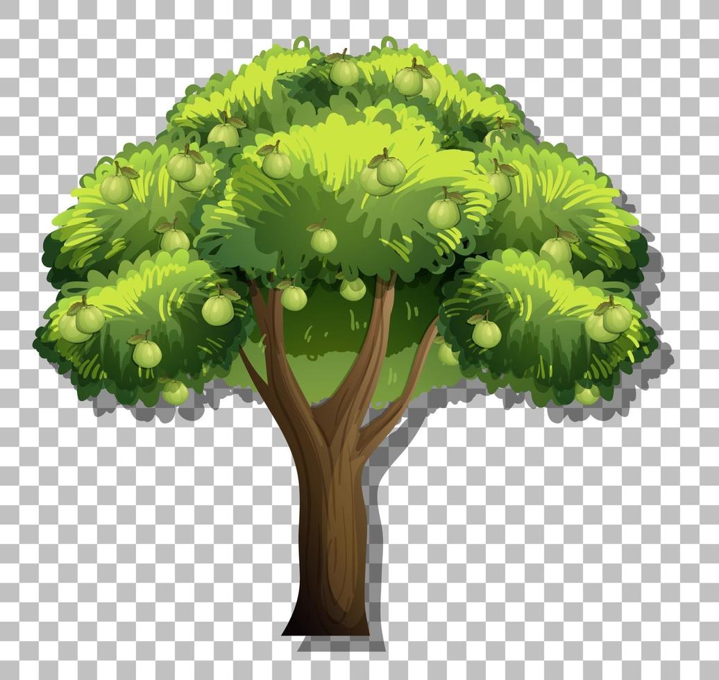 árbol de guayaba aislado vector