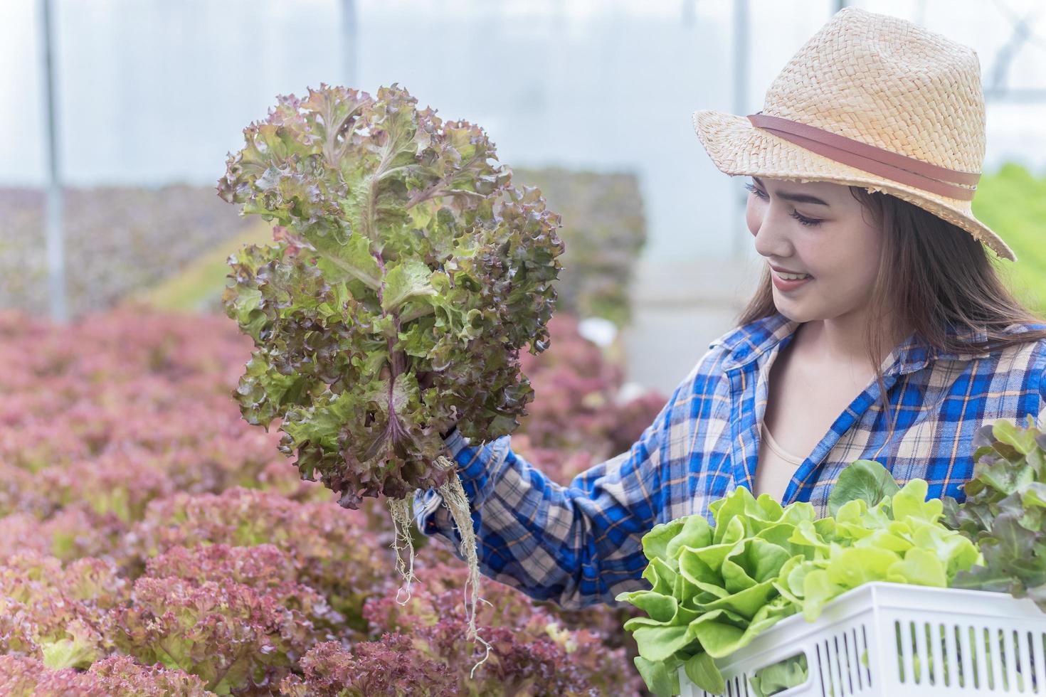 Portrait of an Asian woman holding a basket of fresh vegetables and organic vegetables from the farm. Vegetable cultivation and hydroponics. Health concept for agriculture photo