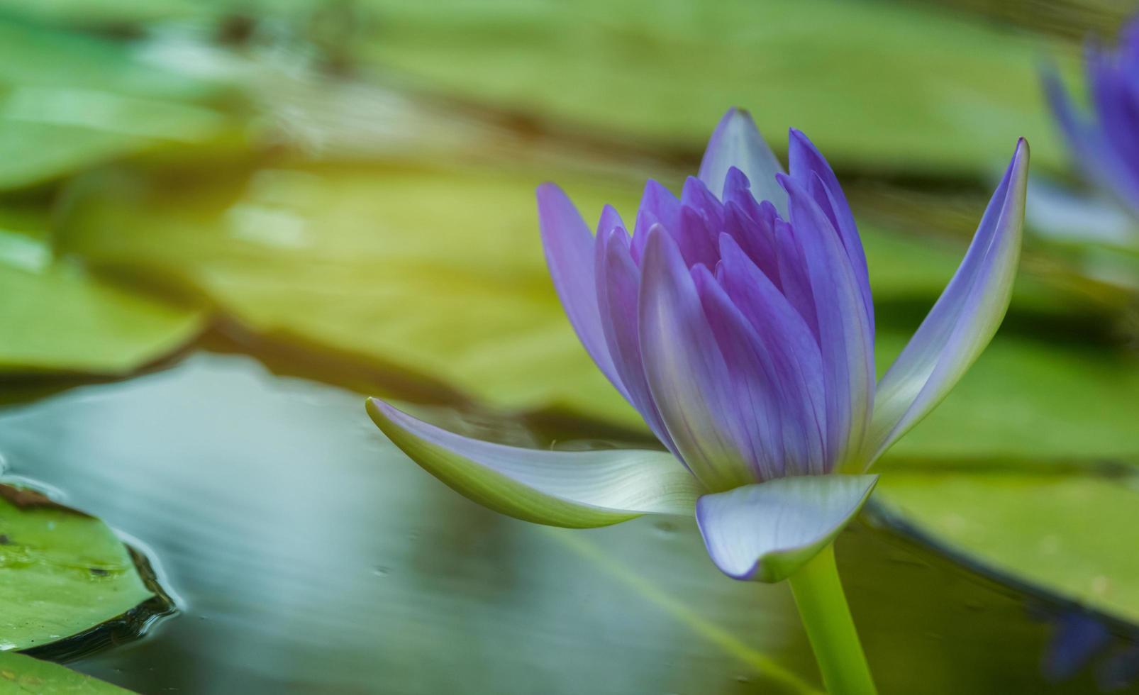 Purple lotus as spark for the background bokeh photo