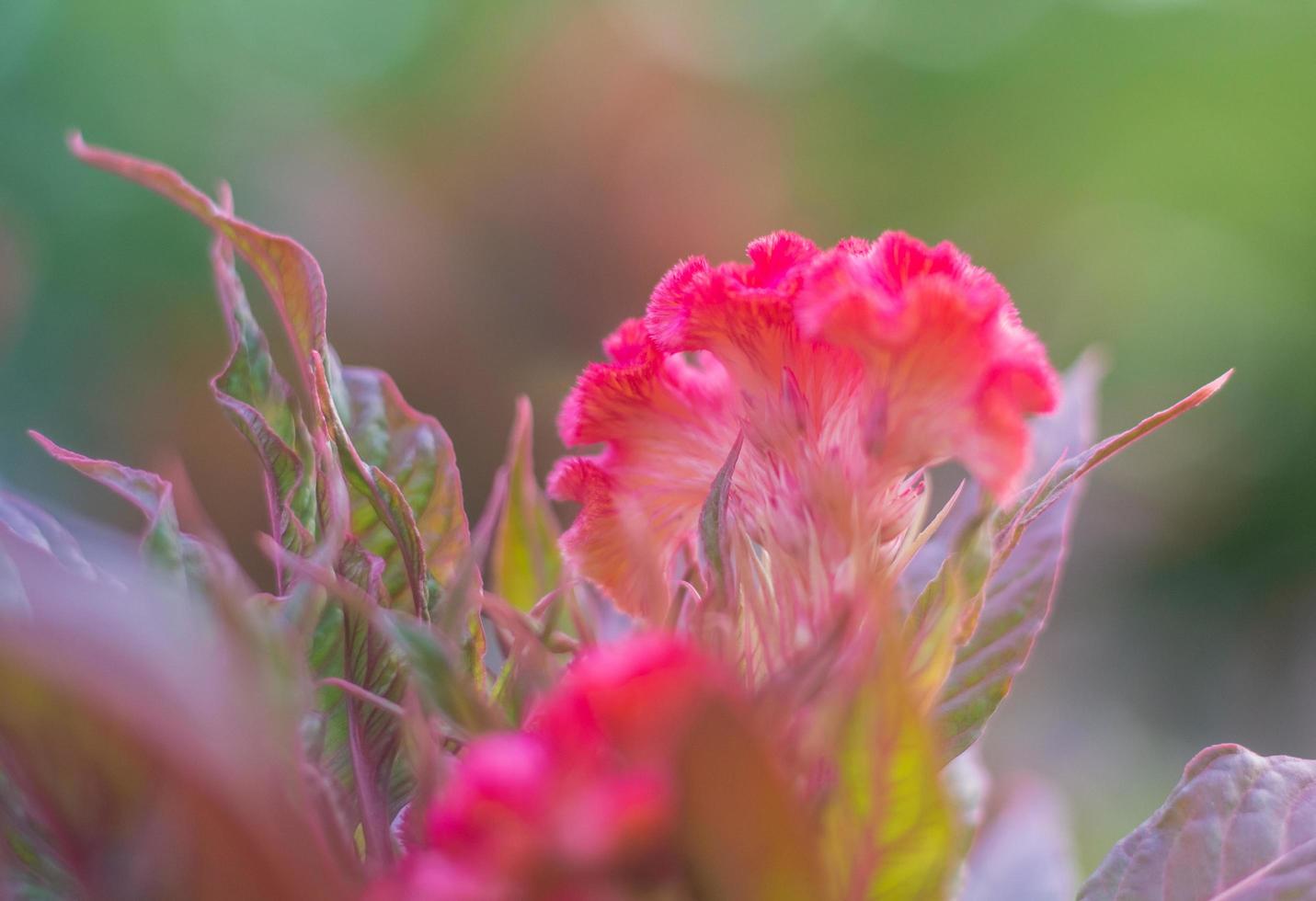 closeup red cockscomb flowers are blooming in the garden beautifully photo