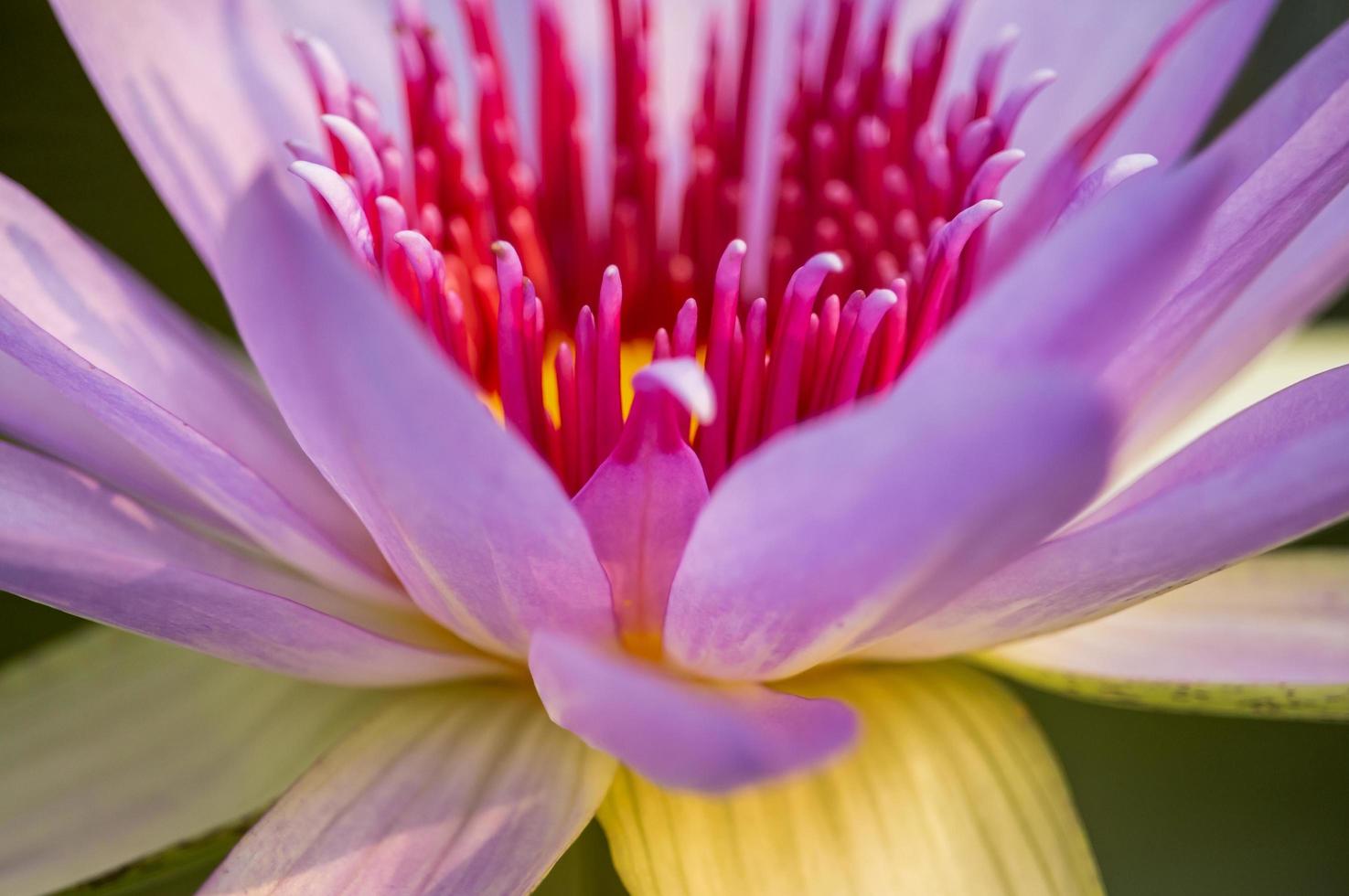 f loto rosa mirando el fondo bokeh de colores brillantes. foto