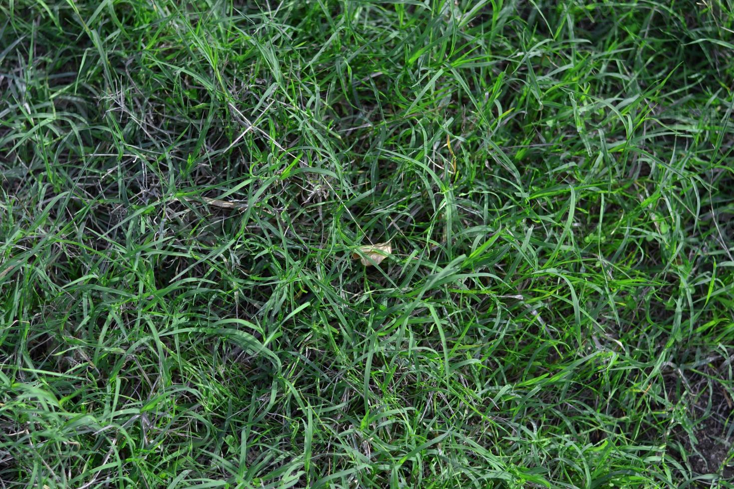 Green grass background photo