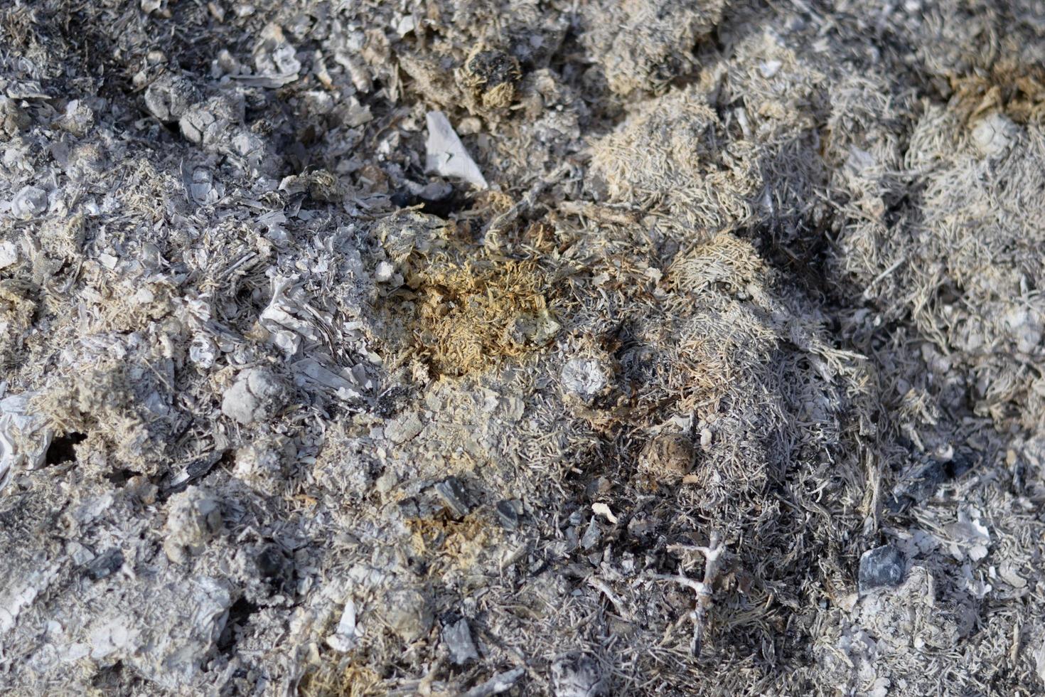 Wood ash texture photo