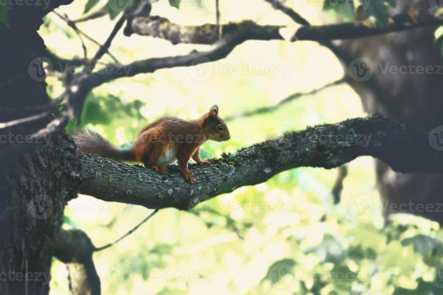 Squirrell sitting on branch on blurry bokeh background photo