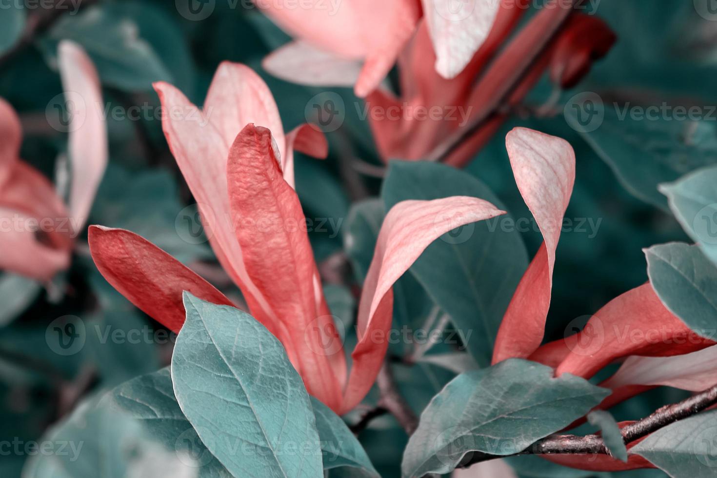 Pink magnolia flowers with green leaves background photo