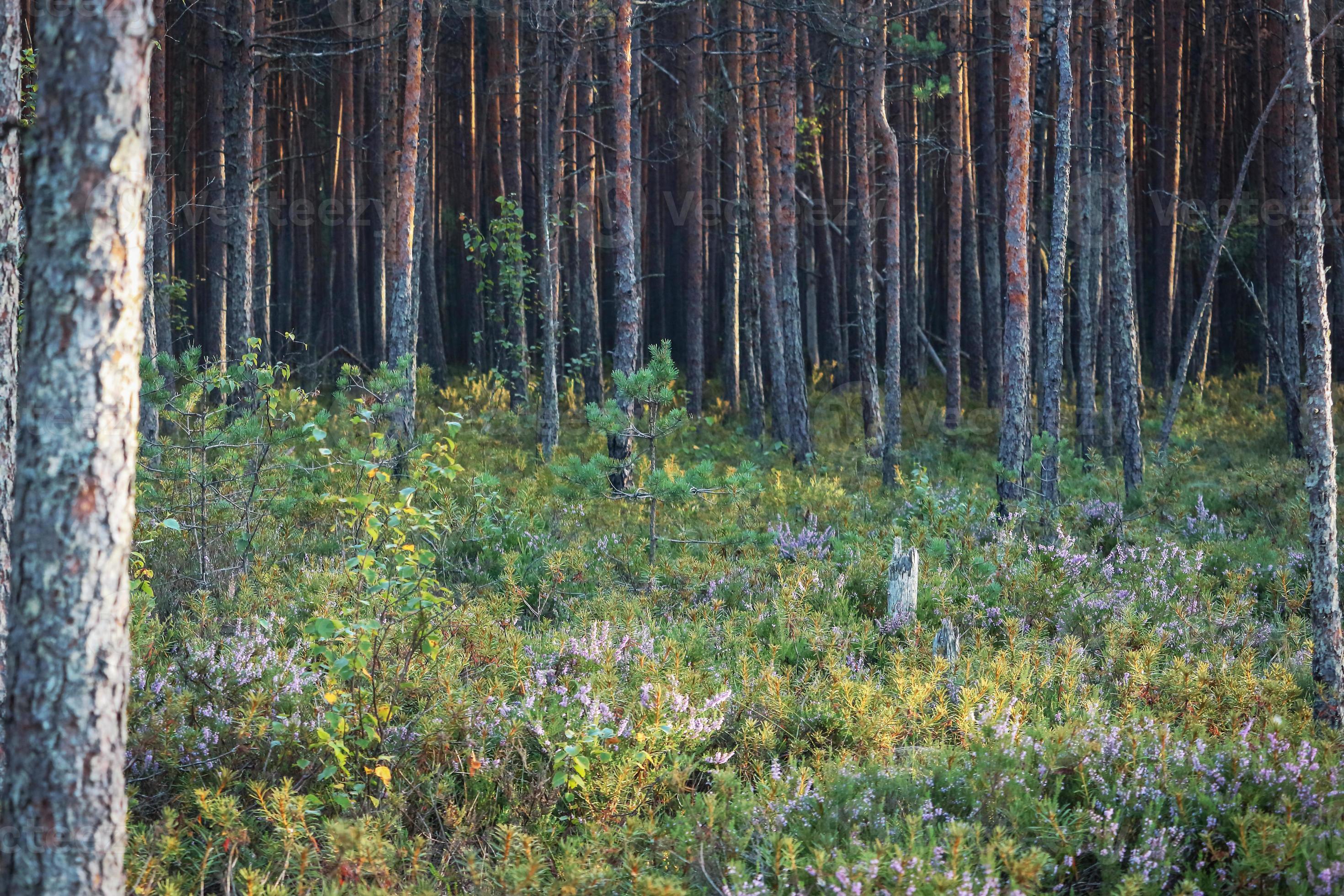 Los árboles que crecen en el bosque de alfombras de hierbas de brezo con solo troncos visibles foto