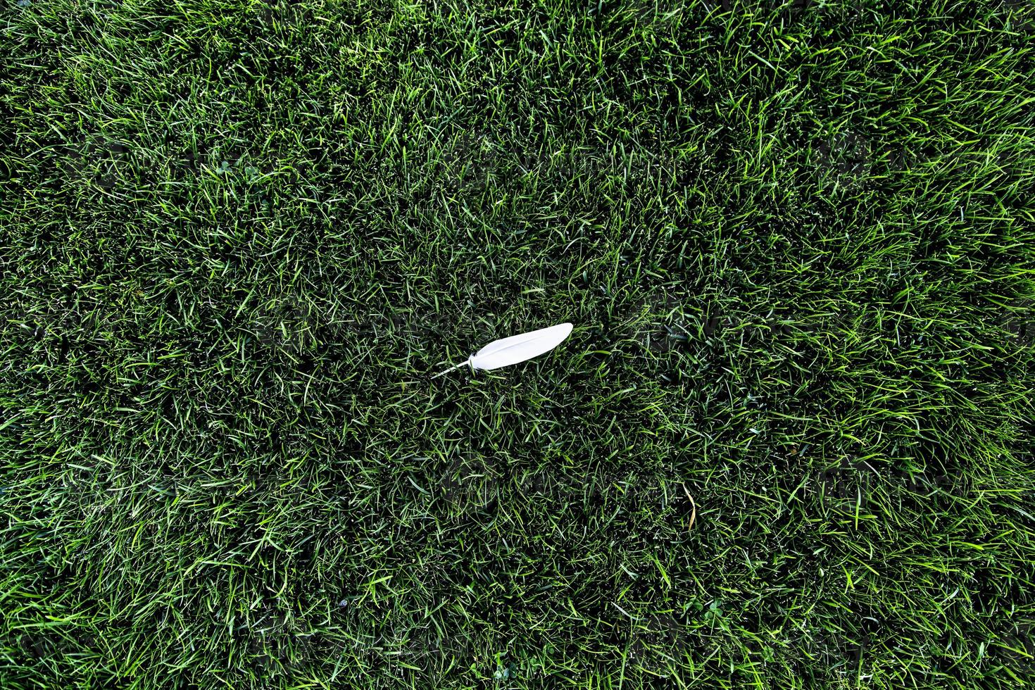 Pluma de pájaro blanco en la parte superior de la hierba verde foto