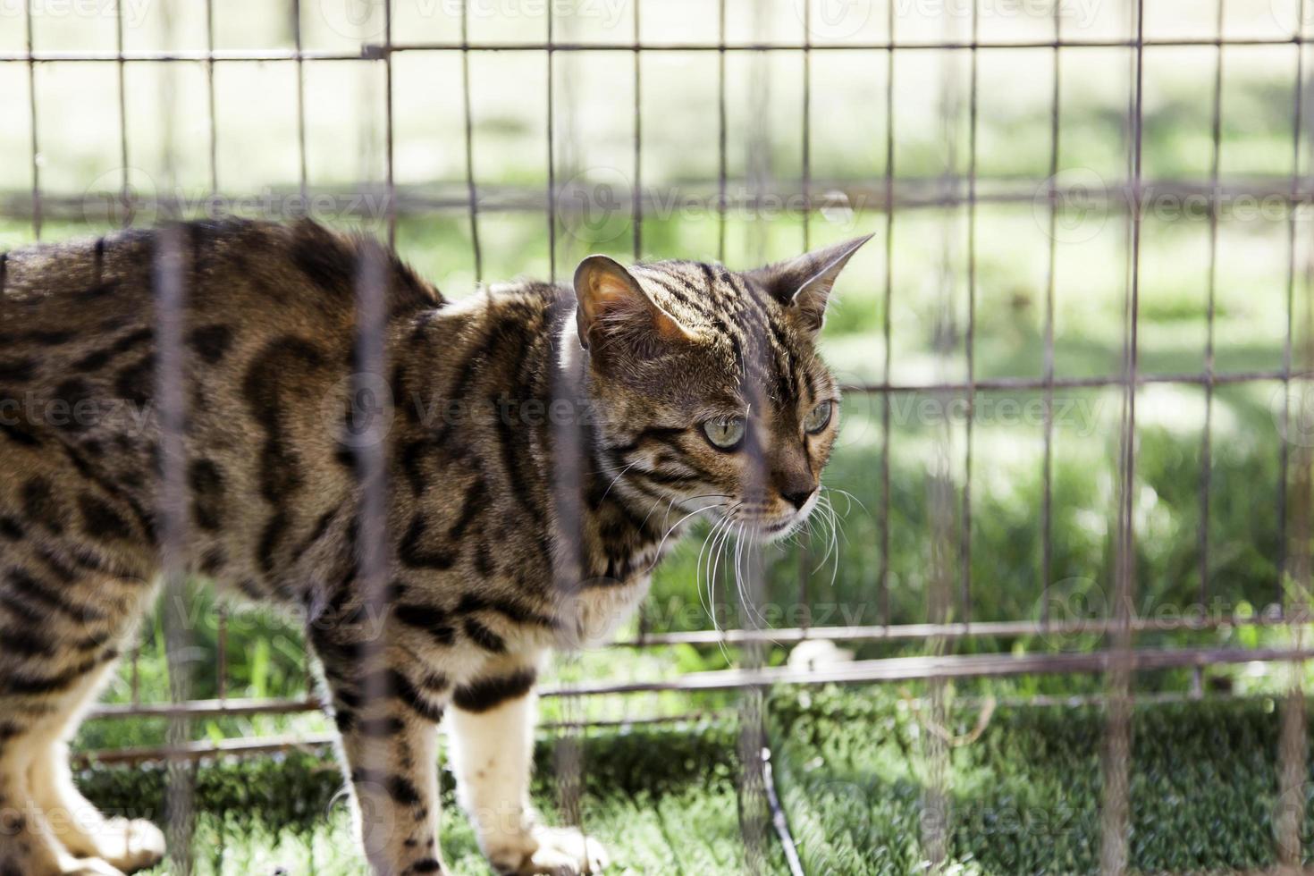 Iberian lynx in a captive cage photo