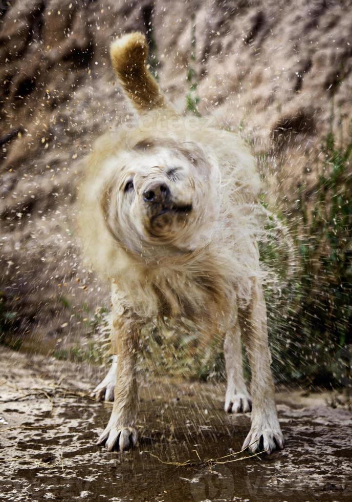 Dog shaking water photo