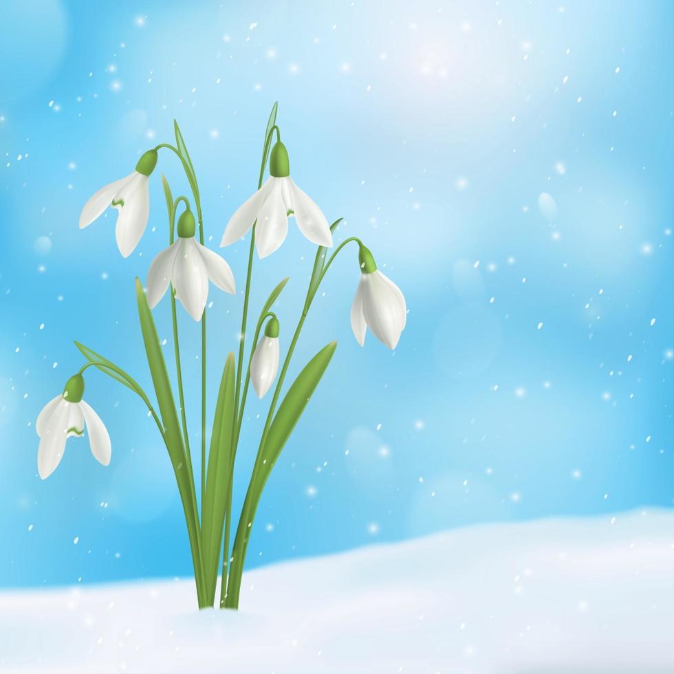 Snow Drop Flower Composition Vector Illustration