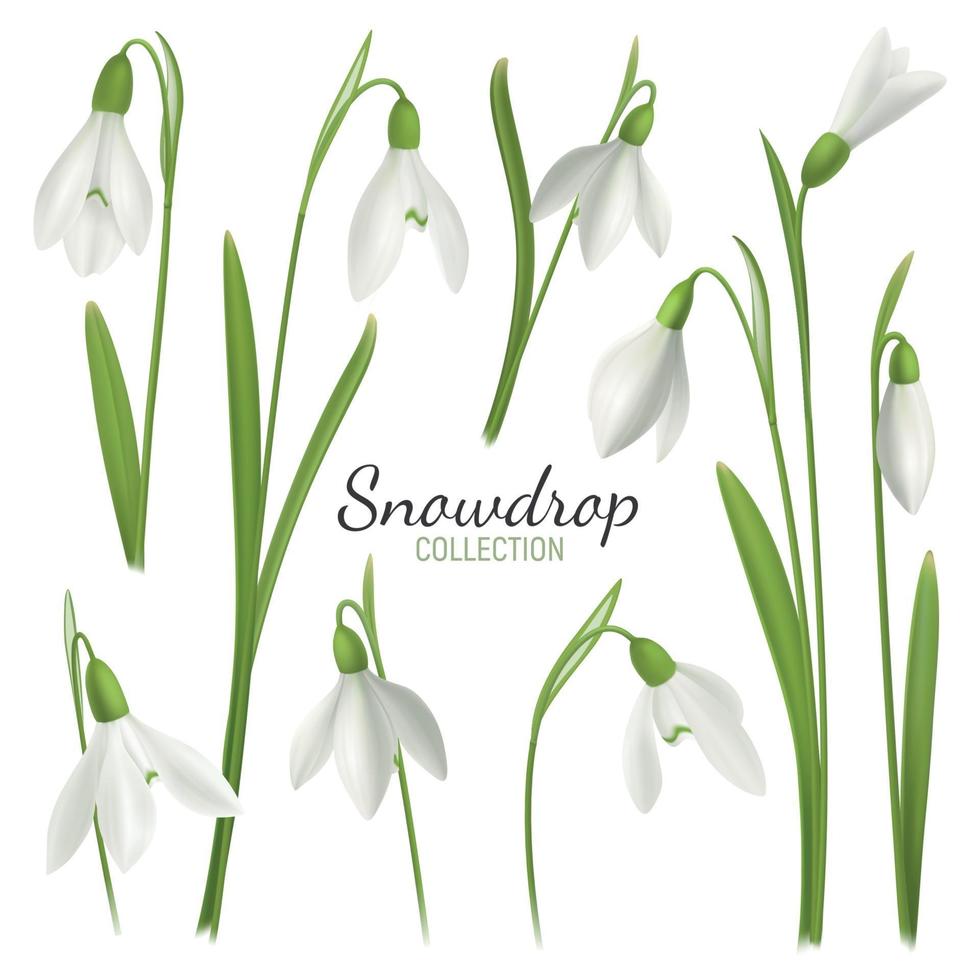 Snowdrop Flowers Collection Background Vector Illustration