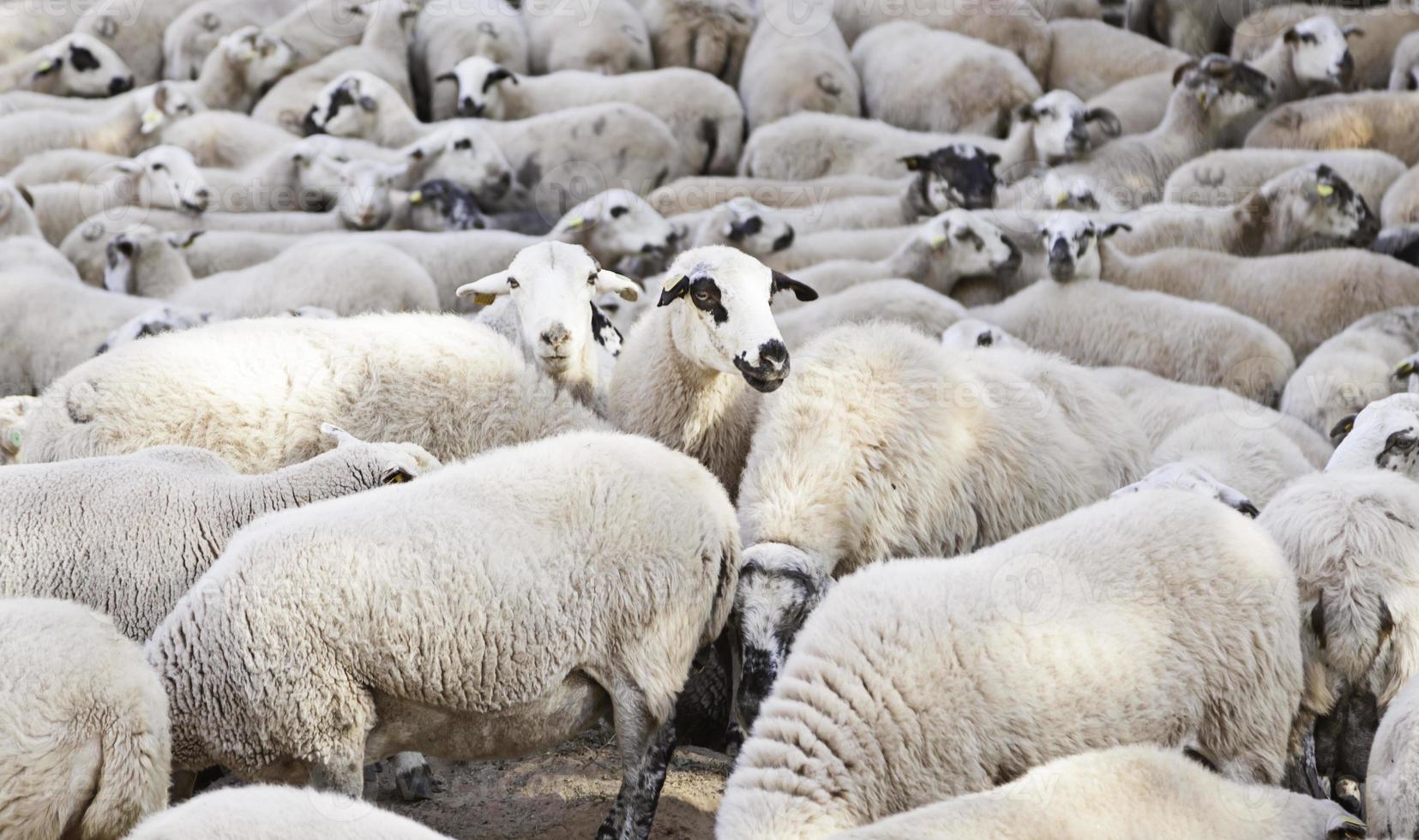 ovejas en el rebaño foto
