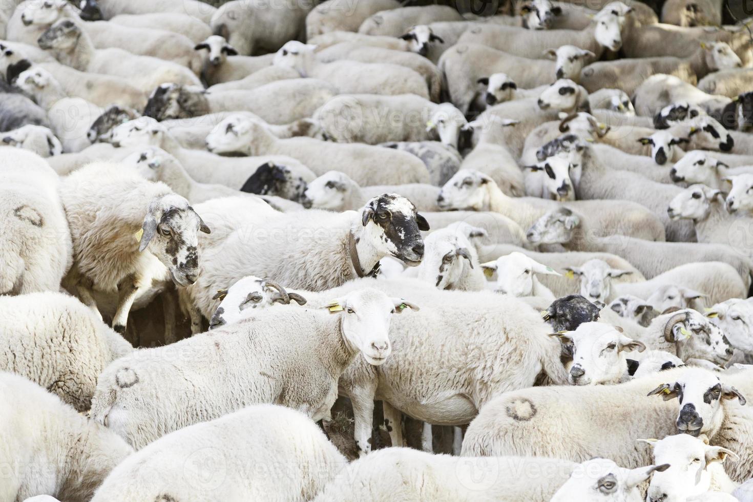 grupo de ovejas en la naturaleza foto